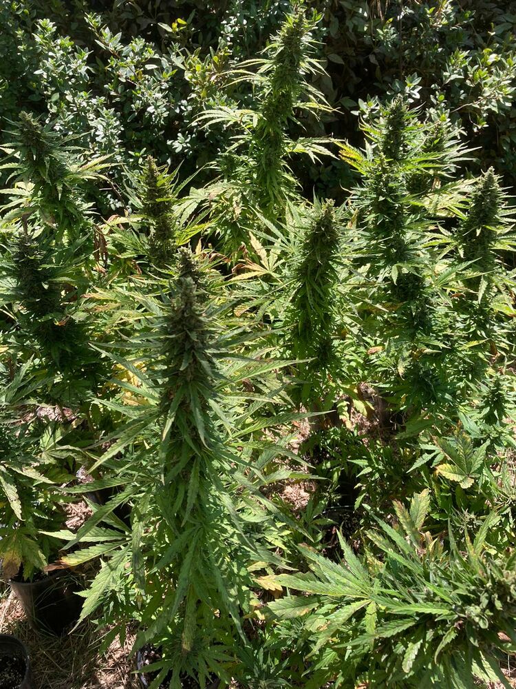 alaskan-diesel-auto-2