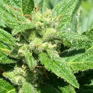 Alaskan Diesel Auto Feminized Seeds