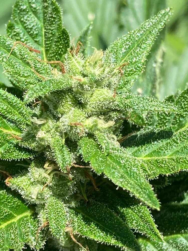 Alaskan Diesel Auto Feminized Seeds Alaskan Diesel Auto Feminized Seeds