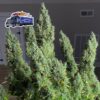 Alaskan Diesel Auto Feminized Seeds by Seedsman