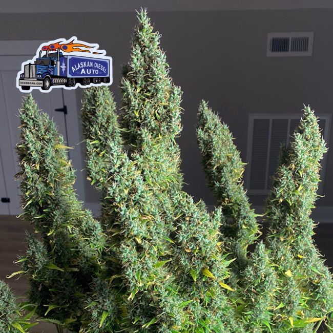 Alaskan Diesel Auto Feminized Seeds by Seedsman