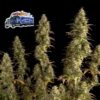 Alaskan Diesel Auto Feminized Seeds