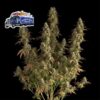 Alaskan Diesel Auto Feminized Seeds by Seedsman