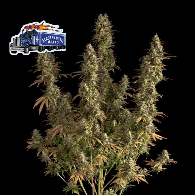 Alaskan Diesel Auto Feminized Seeds by Seedsman