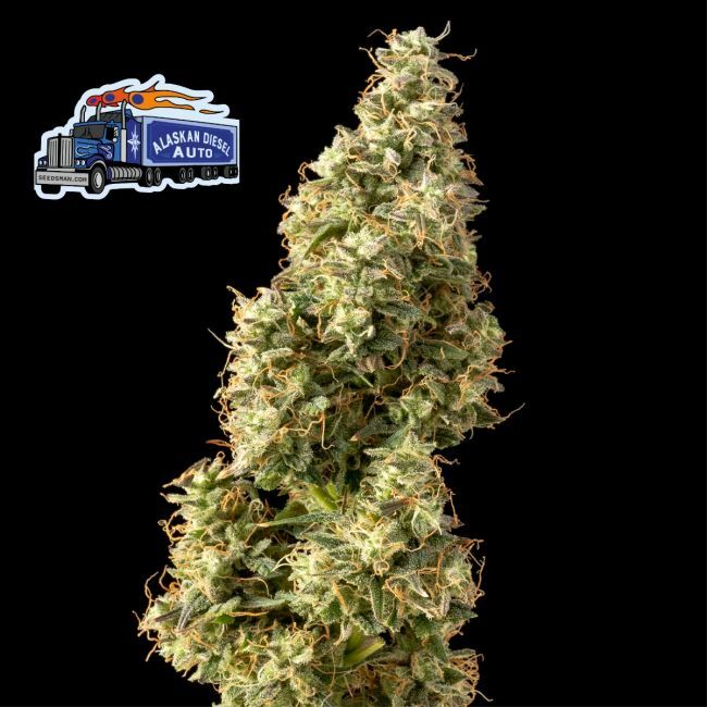 Alaskan Diesel Auto Feminized Seeds by Seedsman
