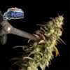 Alaskan Diesel Auto Feminized Seeds by Seedsman