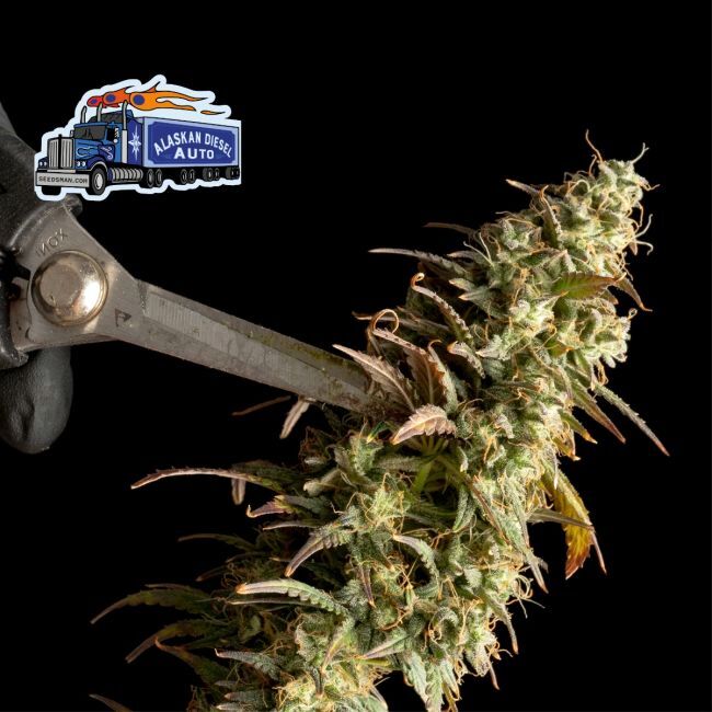 Alaskan Diesel Auto Feminized Seeds by Seedsman