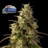 Alaskan Diesel Auto Feminized Seeds by Seedsman