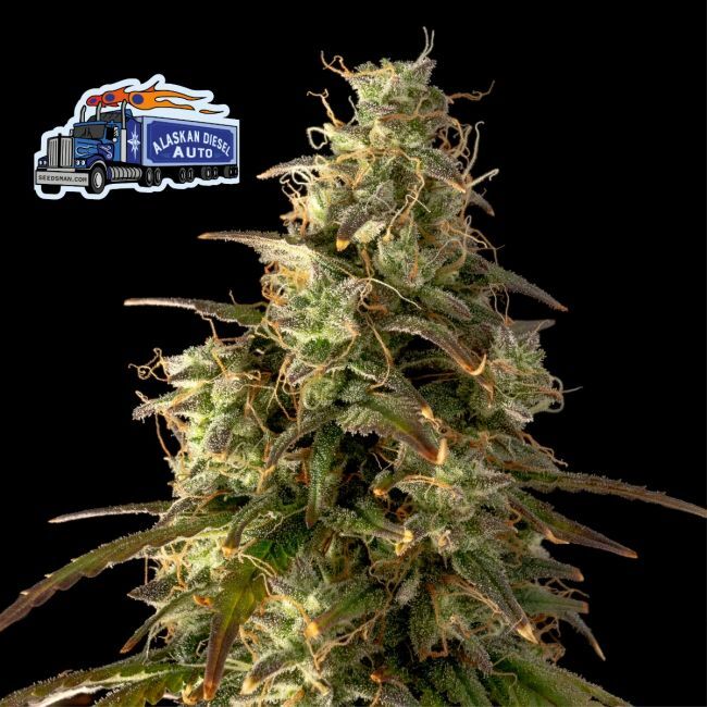 Alaskan Diesel Auto Feminized Seeds by Seedsman
