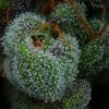 All Gas OG Auto Feminized Seeds