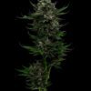 All Gas OG Auto Feminized Seeds