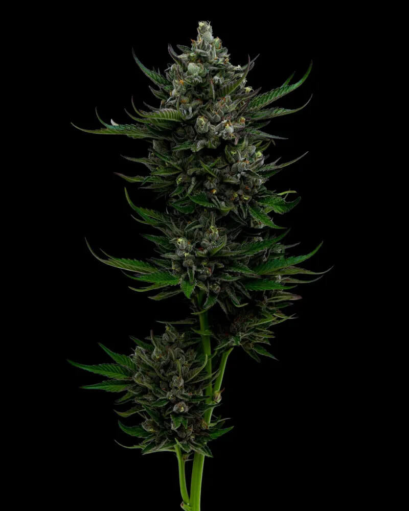 all-gas-auto-2