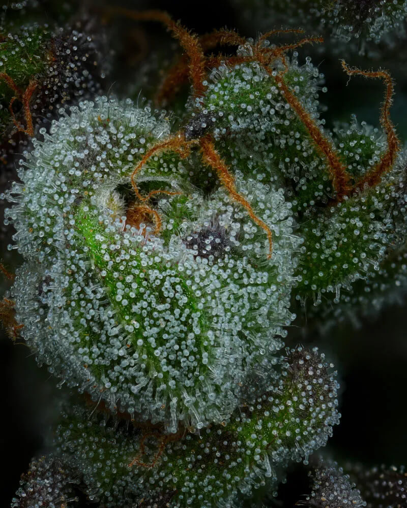 All Gas OG Auto Feminized Seeds All Gas OG Auto Feminized Seeds