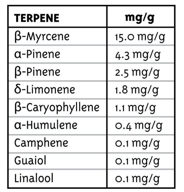 All Gas OG (formerly Asphalt Plant) Regular Seeds