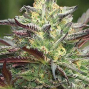 All Gas OG Feminized Seeds