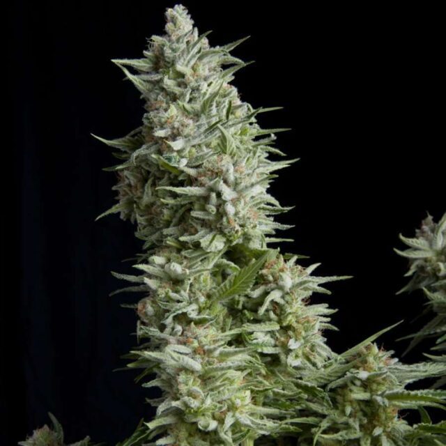 Alpujarrena Feminized Seeds