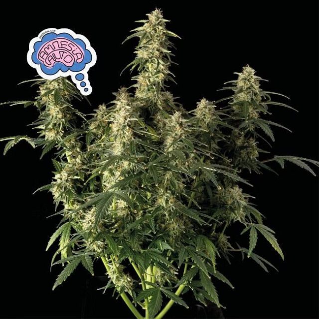 Amnesia Auto Feminized Seeds