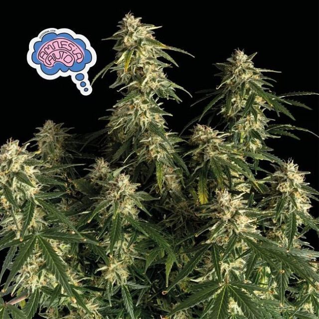 Amnesia Auto Feminized Seeds