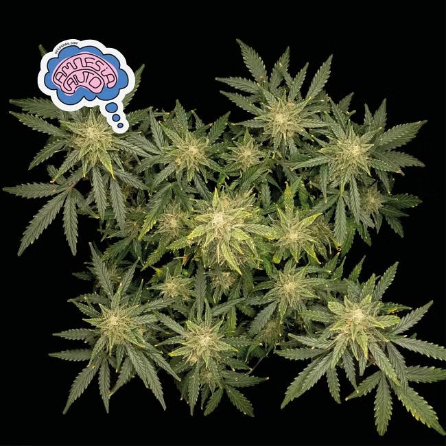 Amnesia Auto Feminized Seeds Amnesia Auto Feminized Seeds