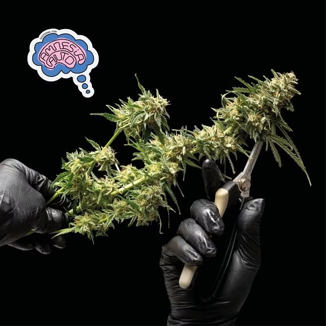 Amnesia Auto Feminized Seeds Amnesia Auto Feminized Seeds