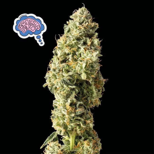 Amnesia Auto Feminized Seeds Amnesia Auto Feminized Seeds