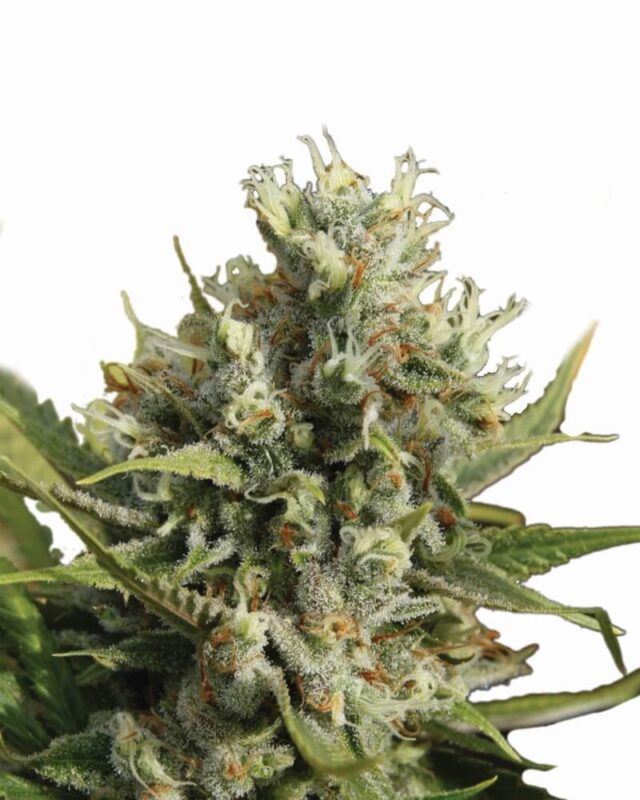 Amnesia Auto Feminized Seeds