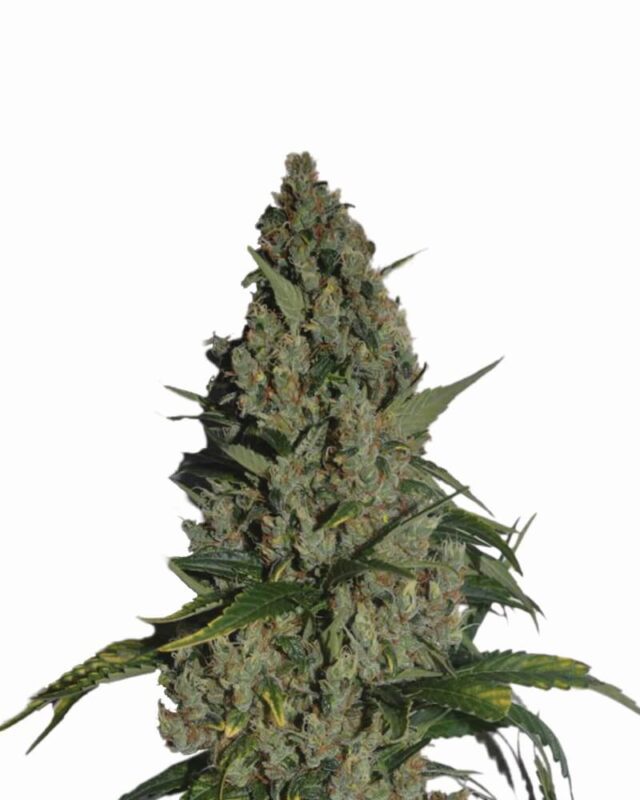 Amnesia Feminized Seeds