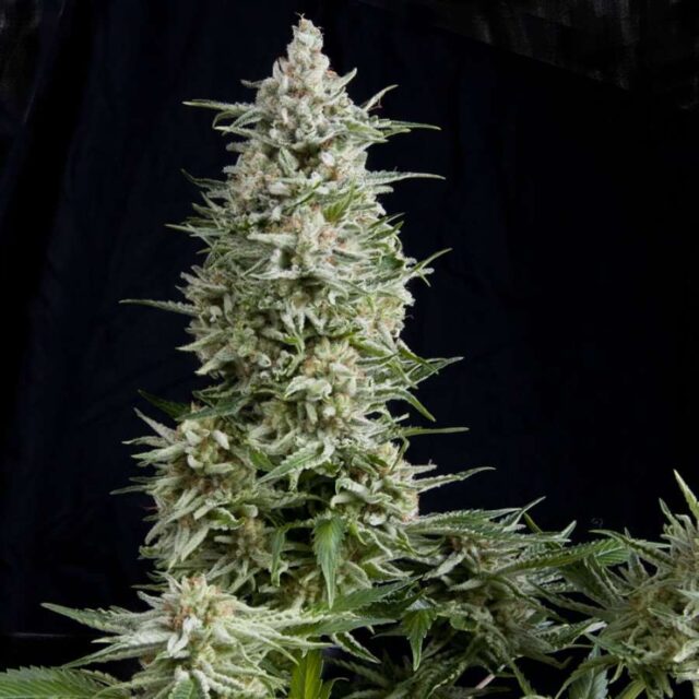 Amnesia Gold Feminized Seeds