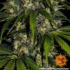 Amnesia Haze Auto Feminized Seeds