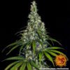 Amnesia Haze Auto Feminized Seeds