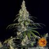 Amnesia Haze Auto Feminized Seeds