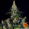 Amnesia Haze Auto Feminized Seeds