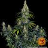 Amnesia Haze Auto Feminized Seeds
