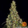 Amnesia Haze Auto Feminized Seeds