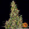 Amnesia Haze Auto Feminized Seeds