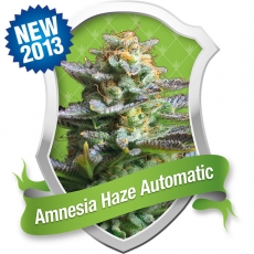 Amnesia Haze Auto Feminized Seeds