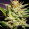 Buy Amnesia Haze Auto Feminized Seeds by Nirvana in America - Image 2