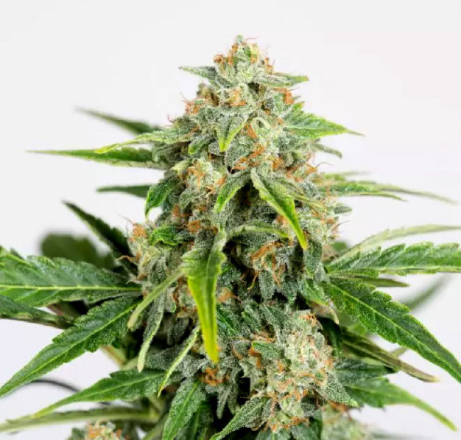Amnesia Pure CBD Auto Feminized Seeds