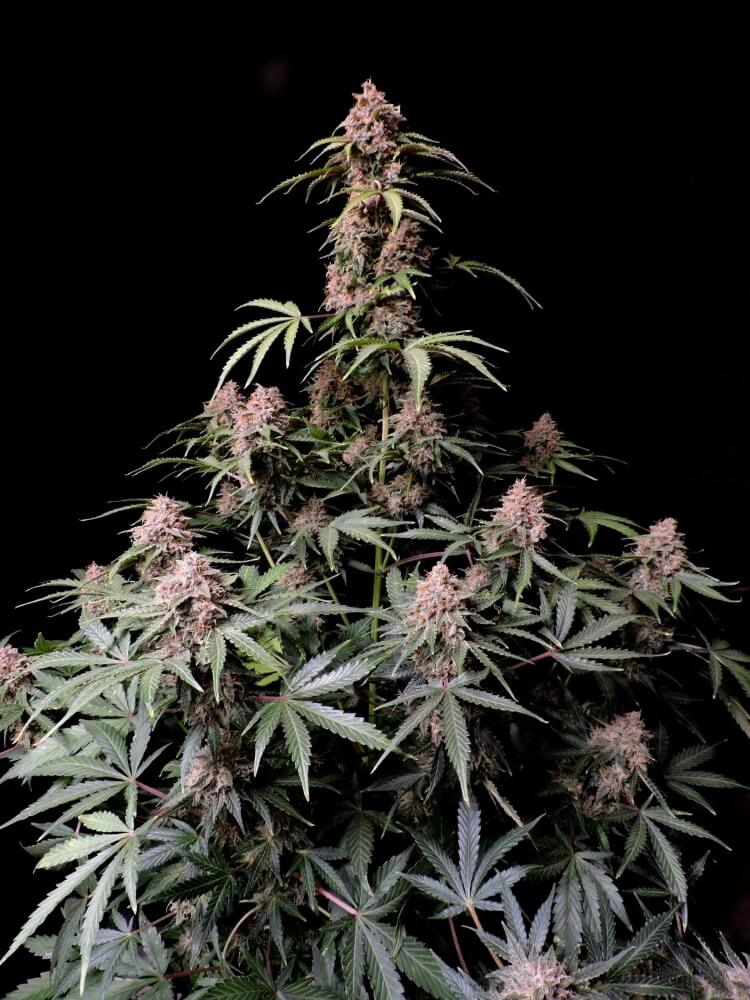 amnesia-zkittlez-auto-2