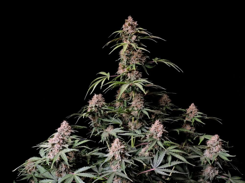 Amnesia Zkittlez Auto Feminized Seeds Amnesia Zkittlez Auto Feminized Seeds