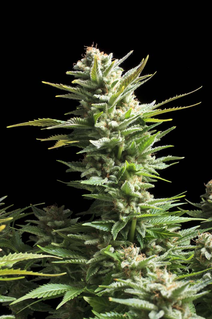 Amnesia Haze Feminized Seeds Amnesia Haze Feminized Seeds