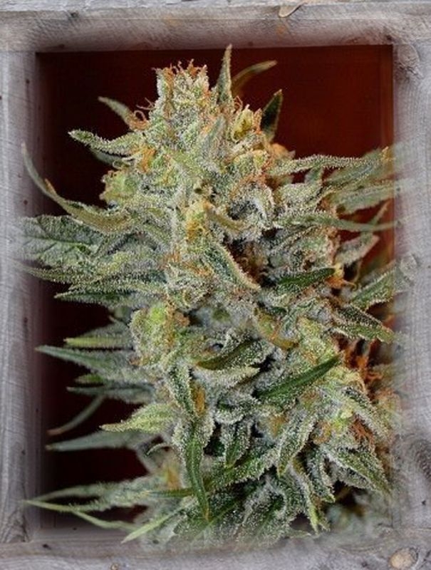 Amnesia Lemon Kush Feminized Seeds