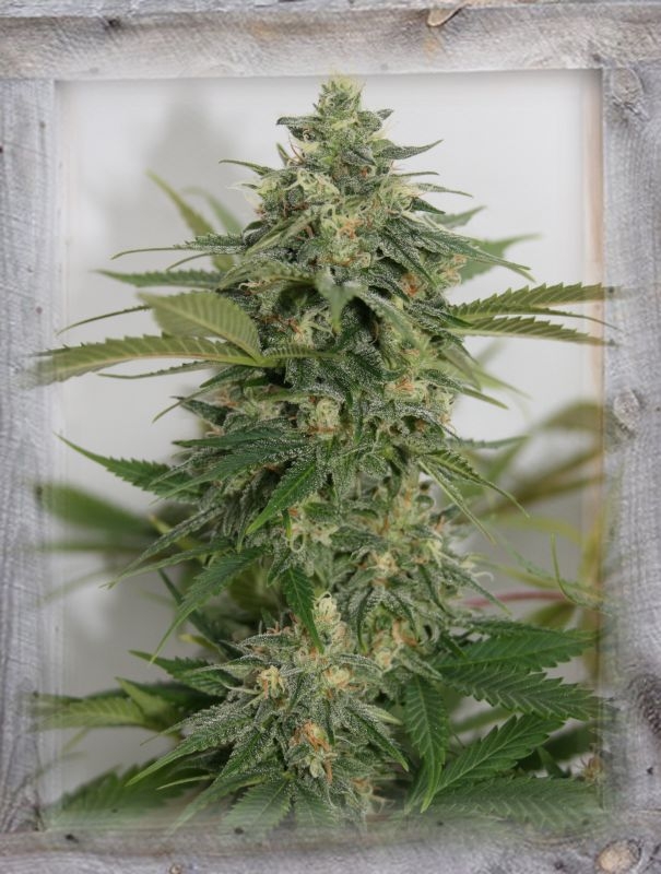 Amnesia Lemon Pie Feminized Seeds