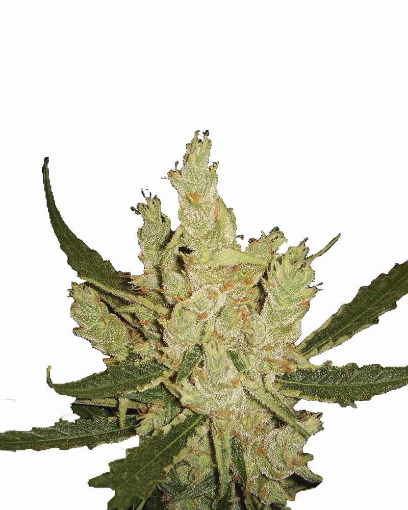 Amnesia Regular Seeds Amnesia Regular Seeds