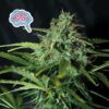 Amnesia Regular Seeds