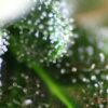 Amnesia Regular Seeds