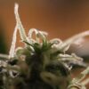 Amnesia Regular Seeds
