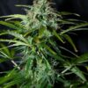 Amnesia Regular Seeds