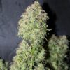 Amnesia Regular Seeds