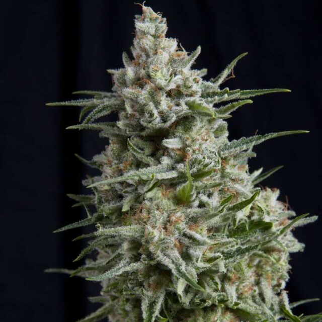 Anesthesia Feminized Seeds